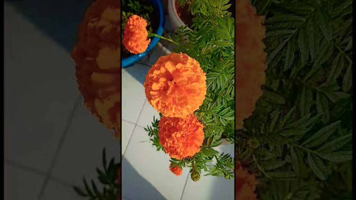 How to Grow Marigold 🏵️Winter’s Most Beautiful Flower #Marigold