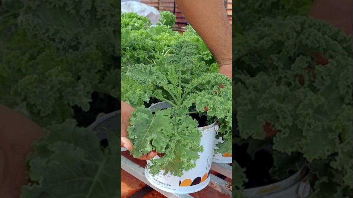 Container garden- Kale harvesting
