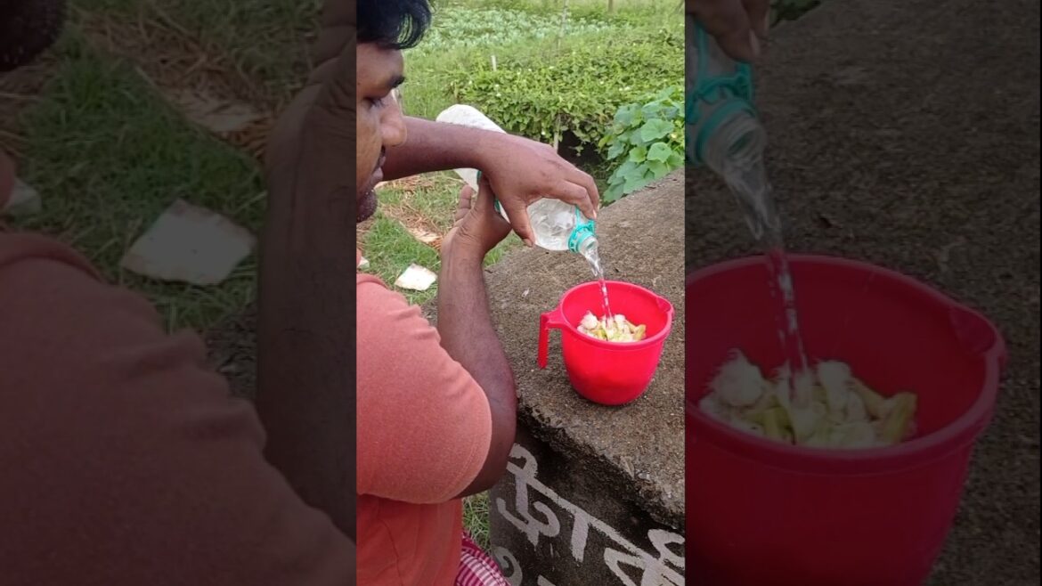 Liquid Male Pollen: Perfect Pollination Hack for Pointed Gourd! #shorts Liquid Male Pollen: Perfect Pollination Hack for Pointed Gourd! #shorts