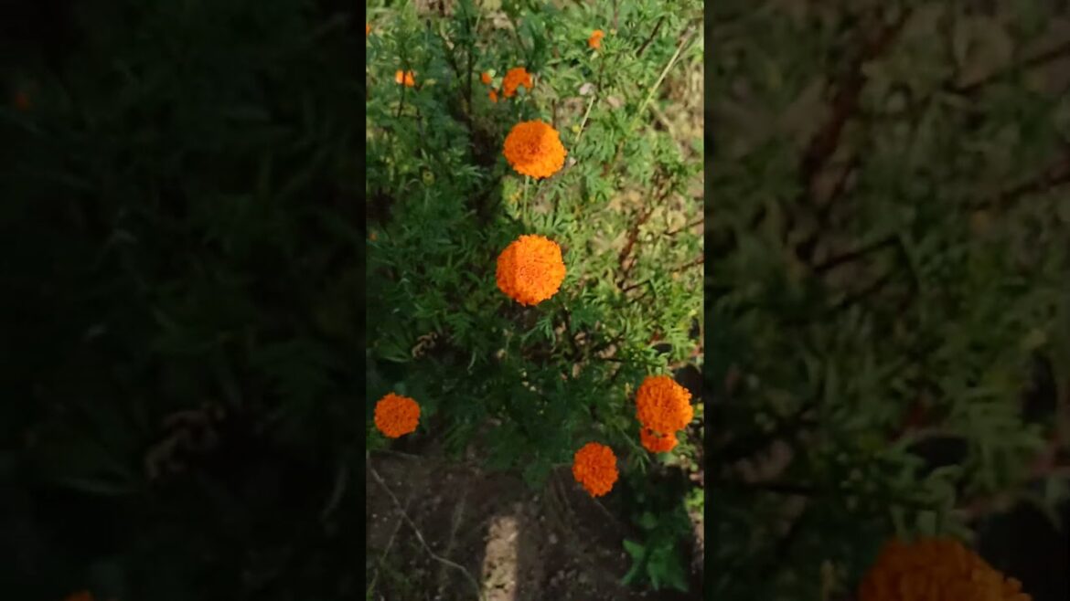Beautiful Marigold flowers which I grow in my backyard garden ✨🧡 #A.P Gardening  #ytshort #marigold