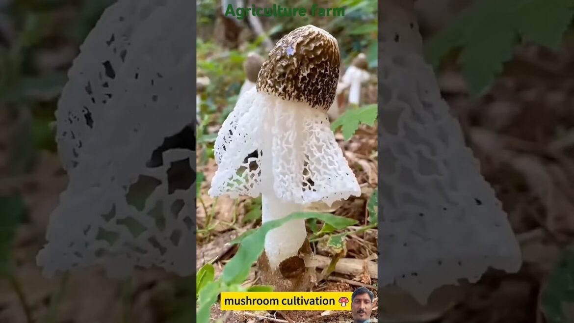 Mushroom farm | landscaping | nature AB #mushroomfarm #nature #garden #nature #agriculture