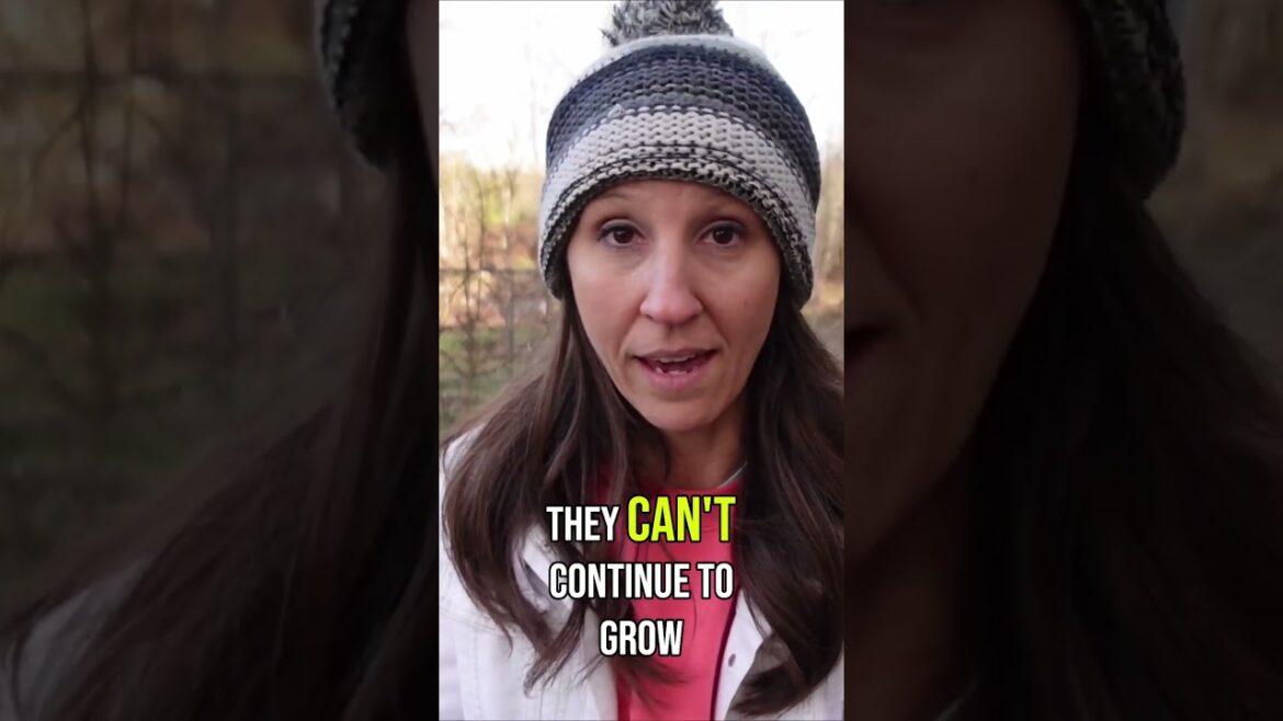 The Power of a Silage Tarp  #gardening #homestead #silagetarp