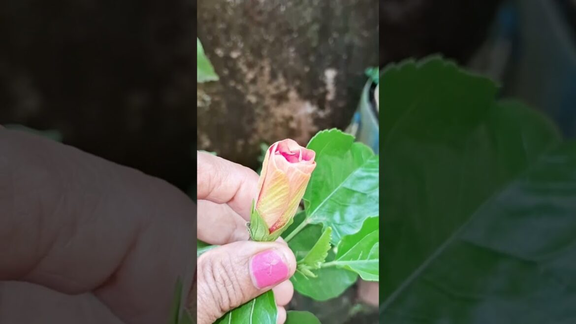 ORANGE  HIBISCUS. #shorts #garden #nature #gardening #flowers #hibiscus #terracegarden