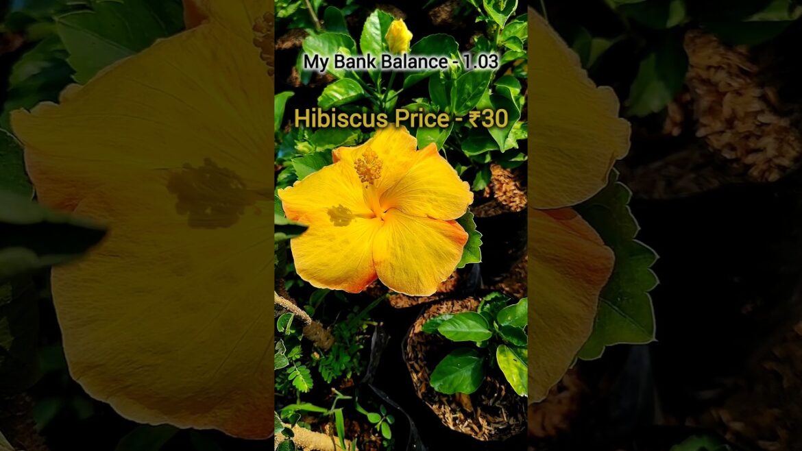 Tips For Hibiscus Plant | How To Bought Plant #shorts #shortsvideo #garden #gardening Tips For Hibiscus Plant | How To Bought Plant #shorts #shortsvideo #garden #gardening