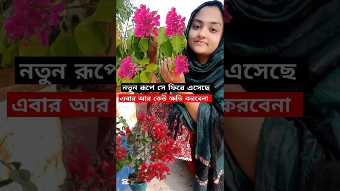 ছাদবাগান 26❤️ বাগান বিলাস গাছটা বেঁচে আছে আমার বাগানে। #garden #ছাদবাগান #gardening #gardeningtips ছাদবাগান 26❤️ বাগান বিলাস গাছটা বেঁচে আছে আমার বাগানে। #garden #ছাদবাগান #gardening #gardeningtips