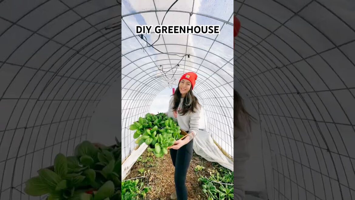 Easy DIY Greenhouse From Cattle Panel #diygreenhouse #greenhouse #greenhouses #gardendiy