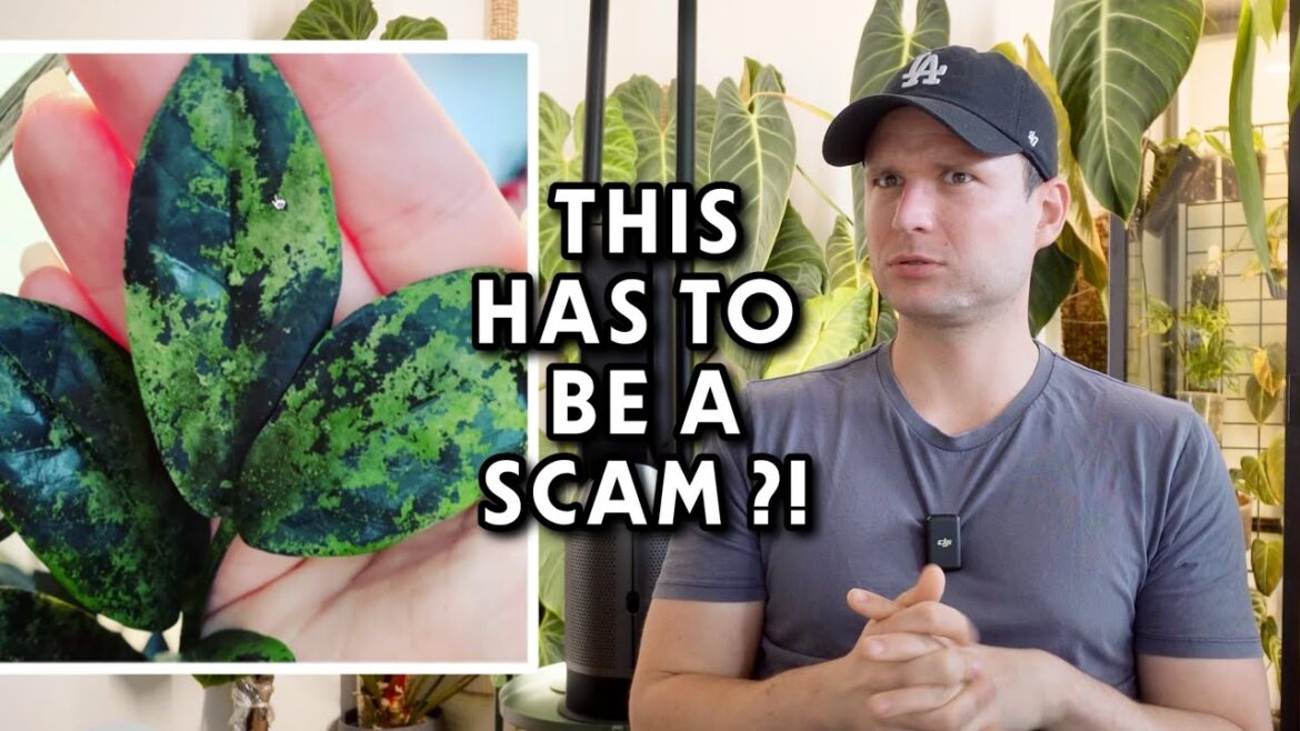 Overhyped & Overpriced - reacting to Plant Trends #2