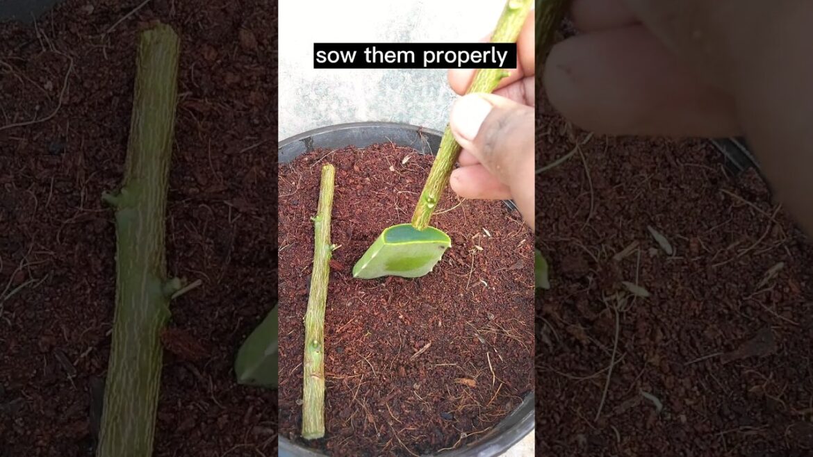 Lemon Propagation by aelovera gell grow in pot #garden #shortvideo #propagation