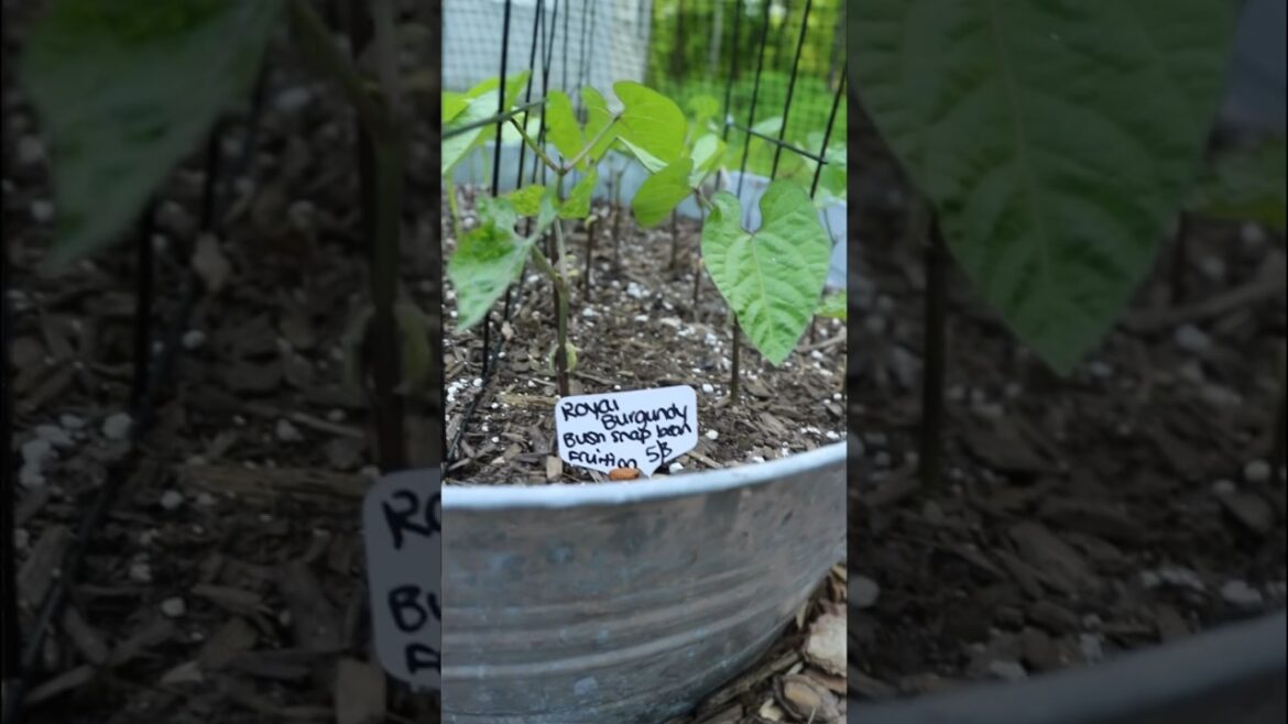 FOR THE INDECISIVE GARDENER (like me) | #containergarden