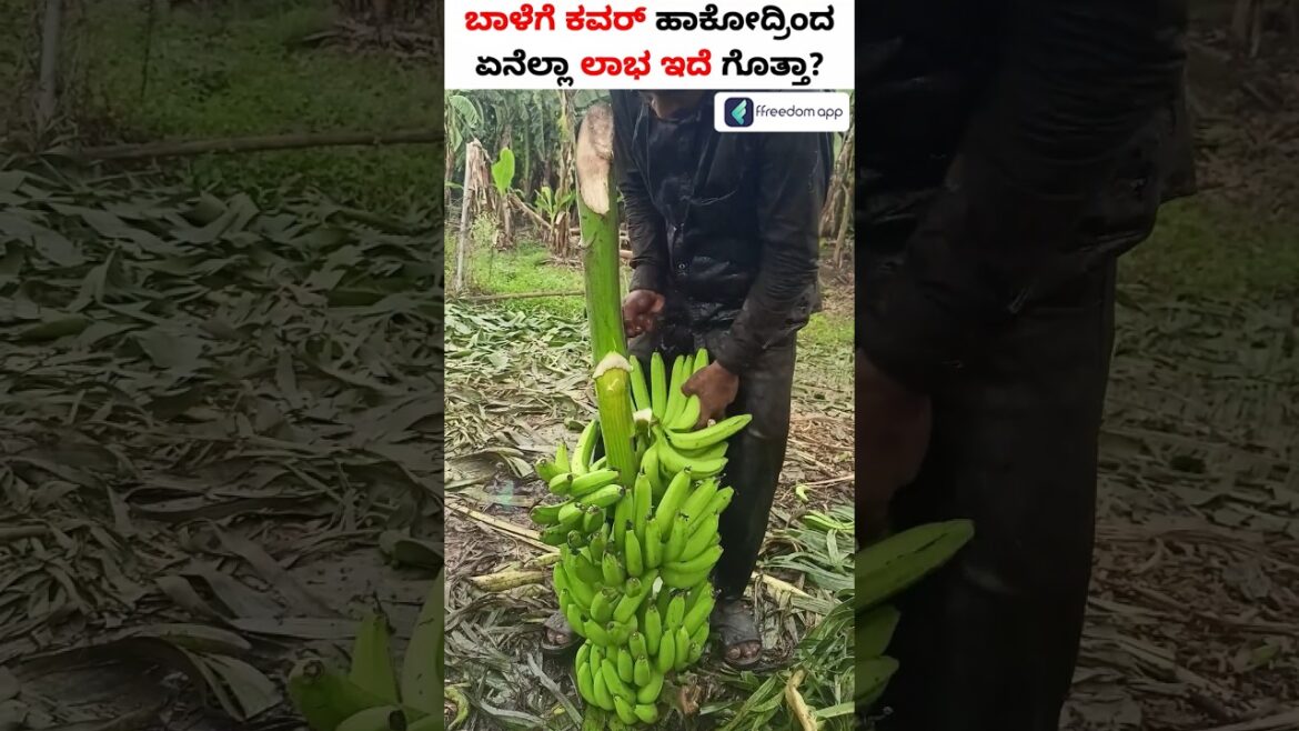 Benefits of Covering Bananas! #shorts #banana #bananabagging #bananafarming Benefits of Covering Bananas! #shorts #banana #bananabagging #bananafarming
