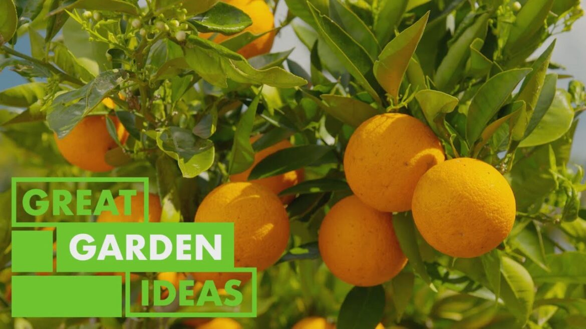 Essential Tips for Caring for Citrus Trees: Expert Gardening Advice | GARDEN | Great Home Ideas Essential Tips for Caring for Citrus Trees: Expert Gardening Advice | GARDEN | Great Home Ideas