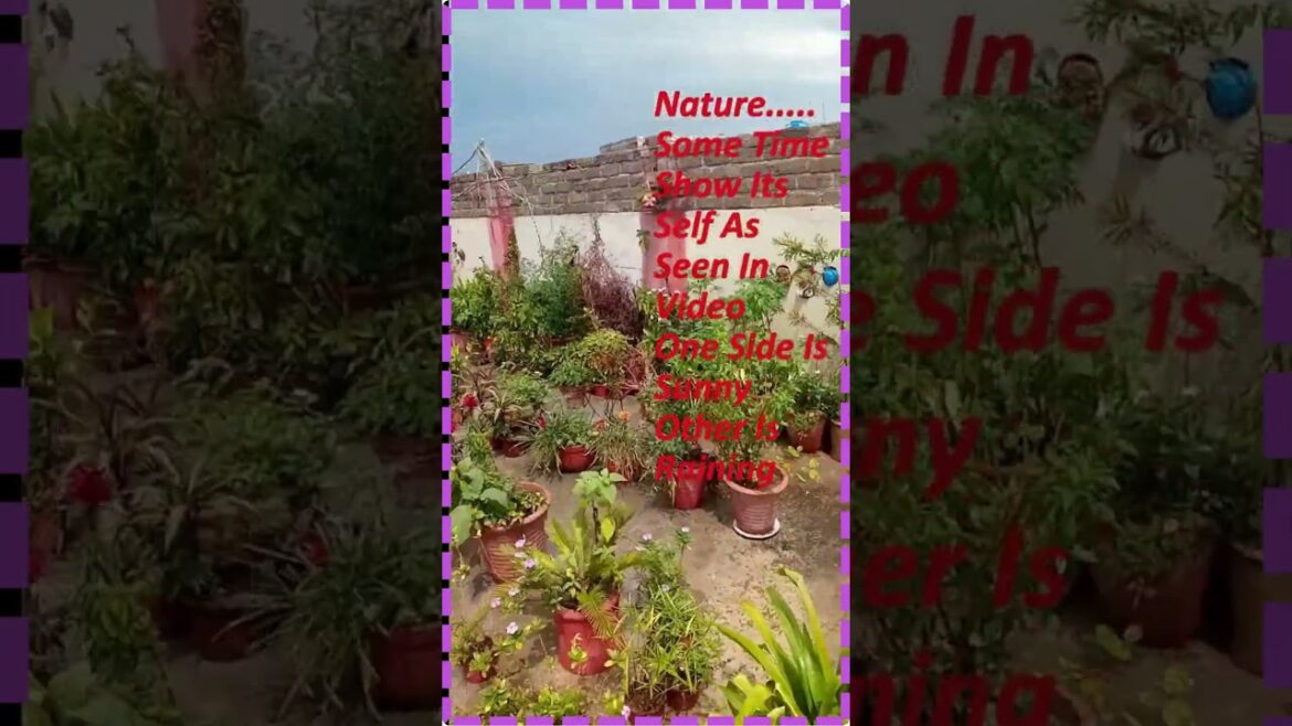 Rainy & Sunny .2 weathers  #viralshort #viralshorts #garden #indoorplant #urbangardens #landscape