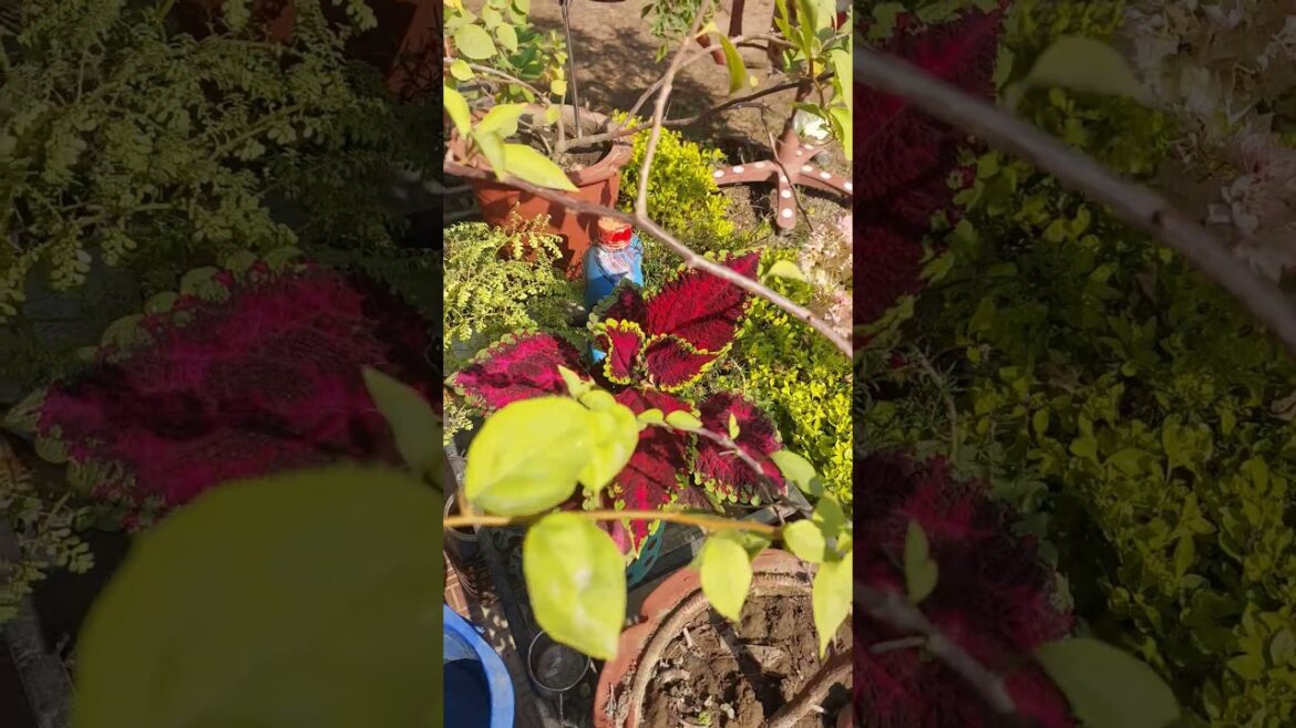 Ohh hello.. #plants #gardening #like #subscribe