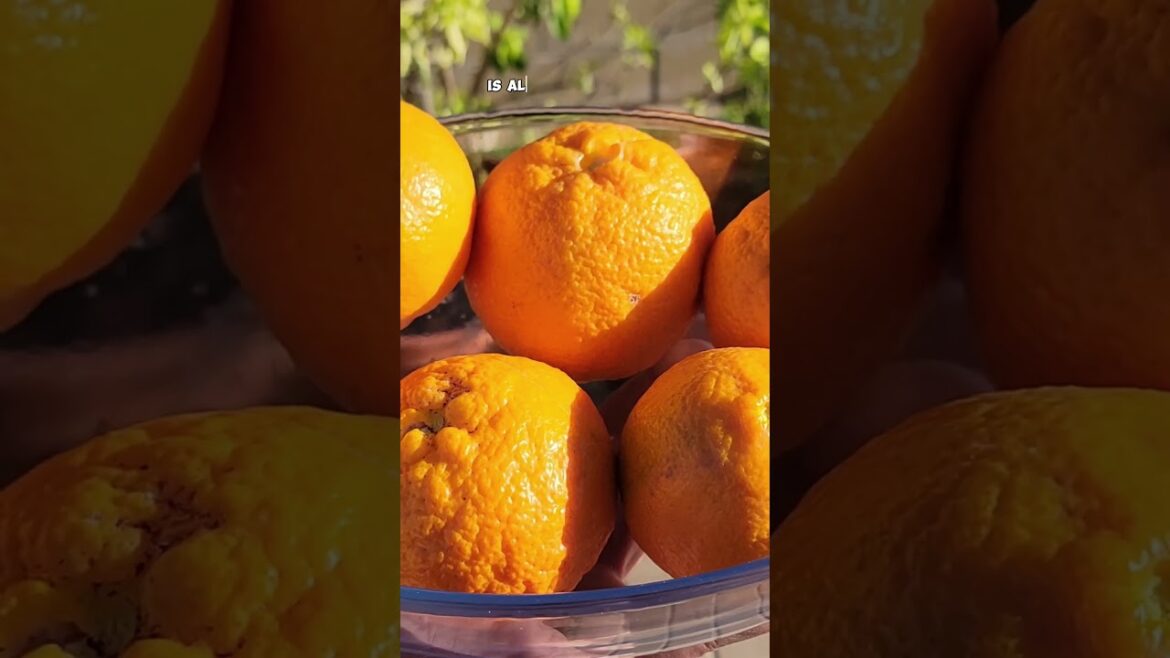 California Gardening: Top Tangerine Varieties to Grow in Your Garden ππ³ Top Tangerine Varieties to Grow in Your Garden ππ³