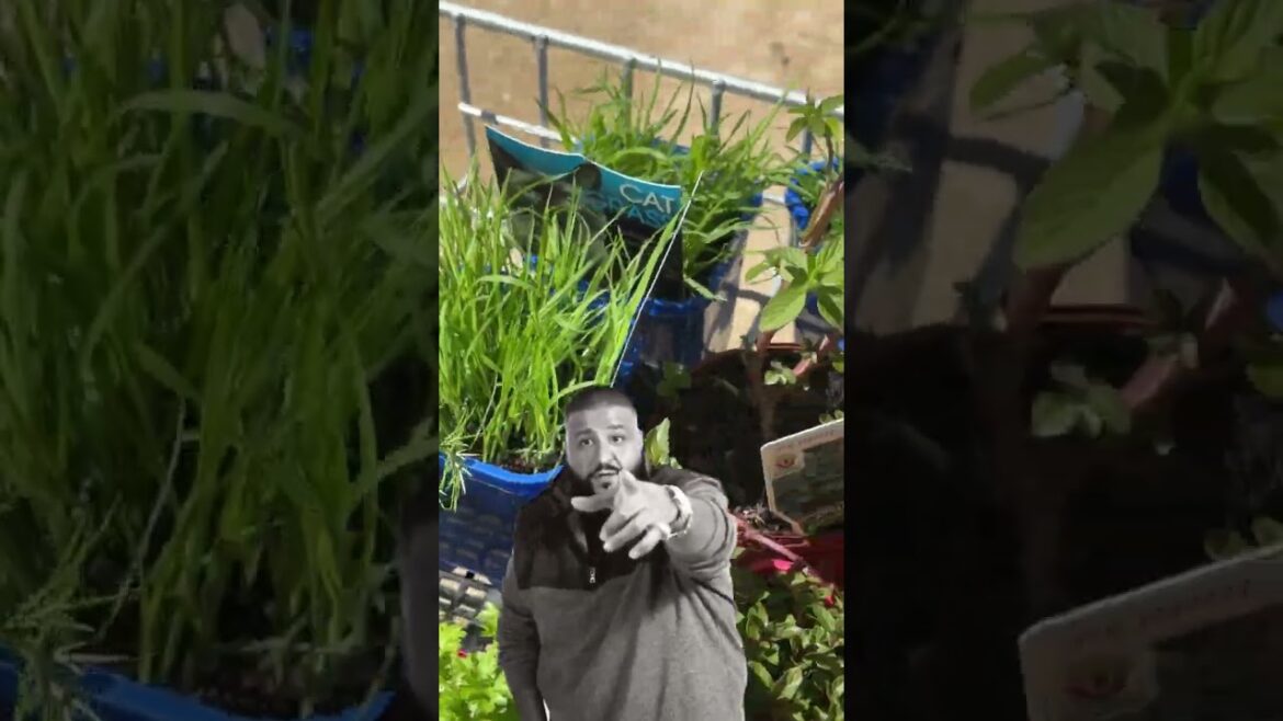 It's Like You Go to Buy One Plant, and Suddenly You're Leaving With a Whole Garden.😁🌹🌴🌸