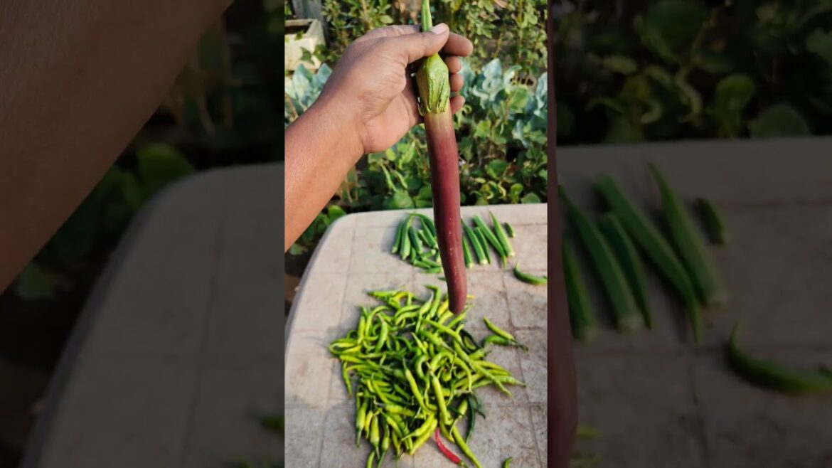 Terrace garden harvest #shorts gardening#vegetablegardening
