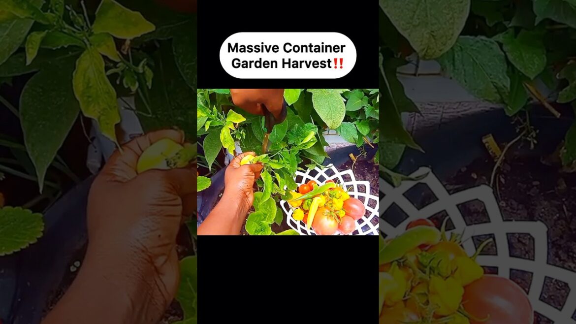 HARVESTING A MASSIVE Container Garden IN A Tiny Backyard