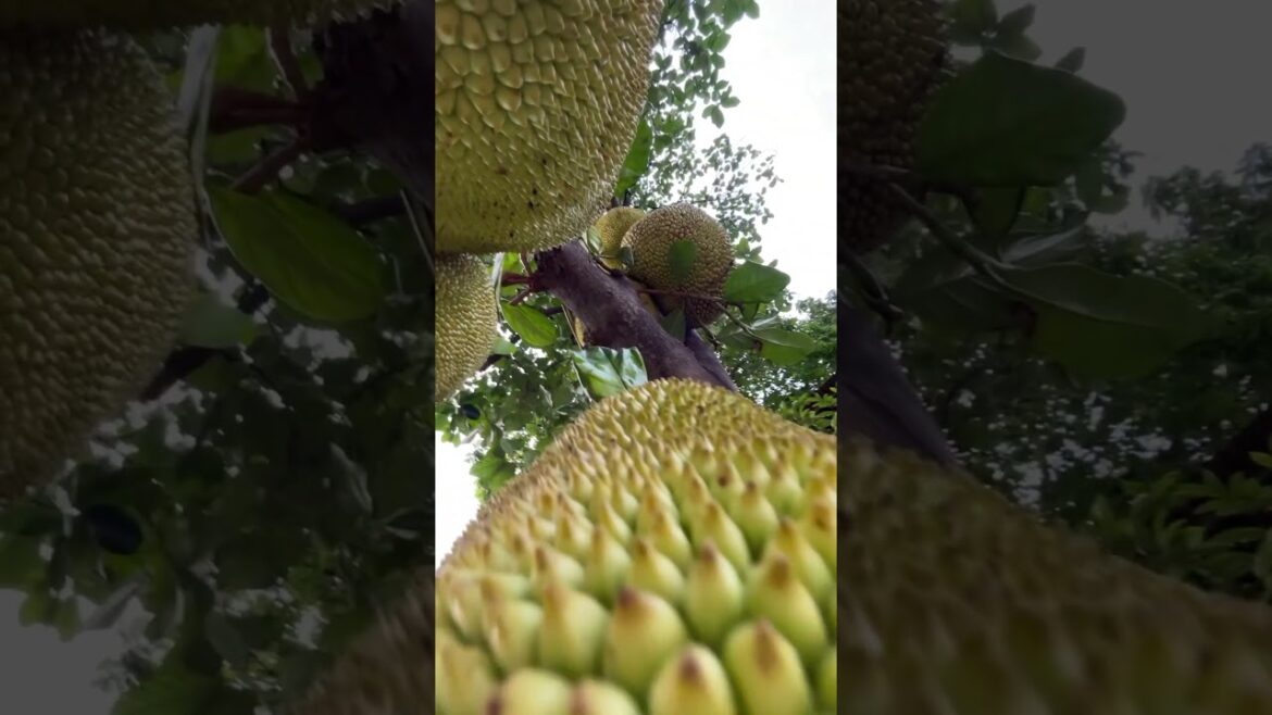 Jackfruit tree #entertainment #gardening #shortvideo #viralvideo #fruit #jackfruit #satisfying