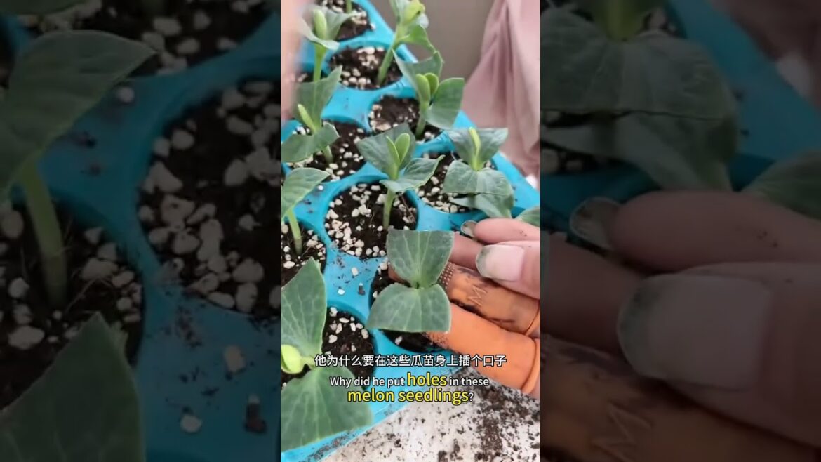 The Future of Farming: Plant Tech Trends & Innovations