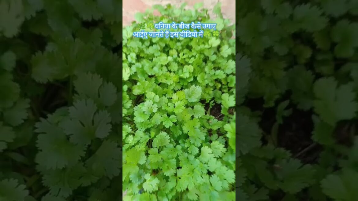 #corianderseeds #plants #corianderleaves #coriander #viralshort #organic #ytshorts #youtube