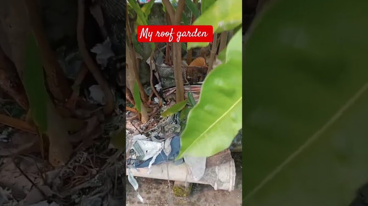 My roof garden # short # beautiful mango 🥭 tree # water supply # #nature # youtube # please 🙏#like