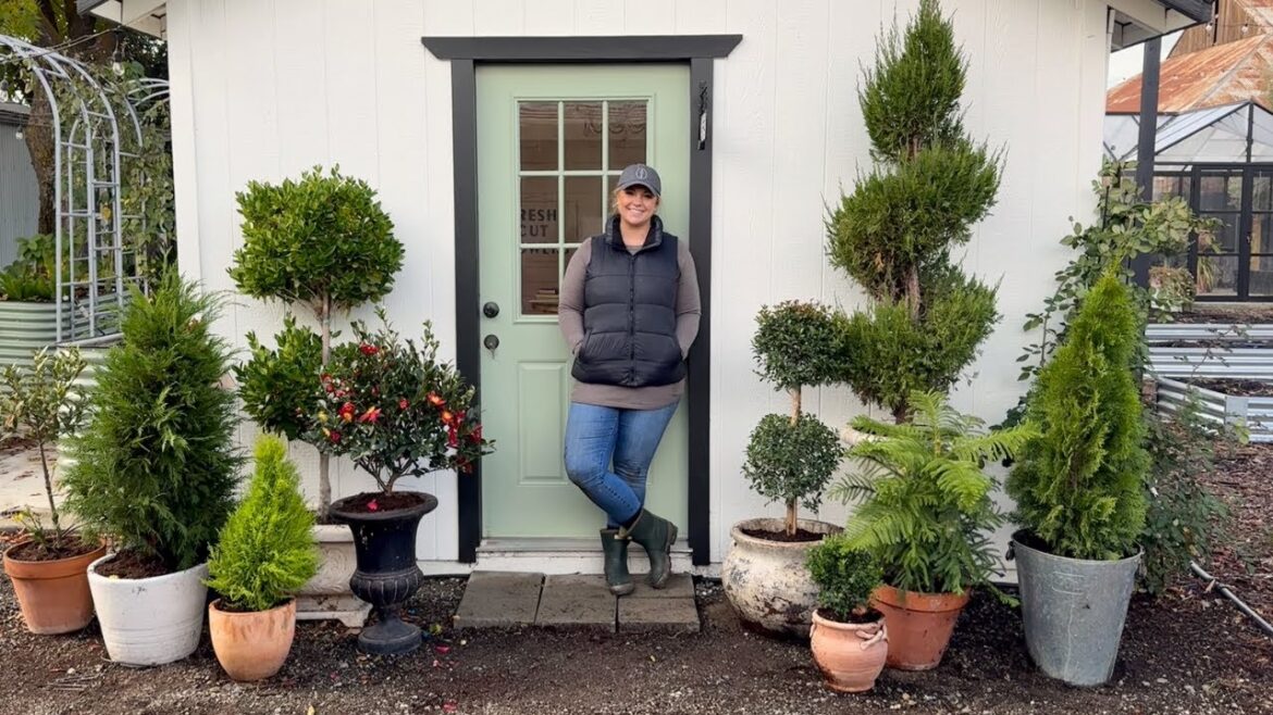 ALL the EVERGREENS! π³ Decorating the Office for Winter With Evergreen Topiaries! ALL the EVERGREENS! π³ Decorating the Office for Winter With Evergreen Topiaries!