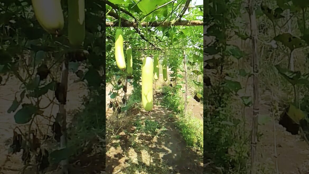 Loki ka kheti ✅✅ #kisan #farming #farmar #agriculture #shorts #gardening #garden #loki#kishan