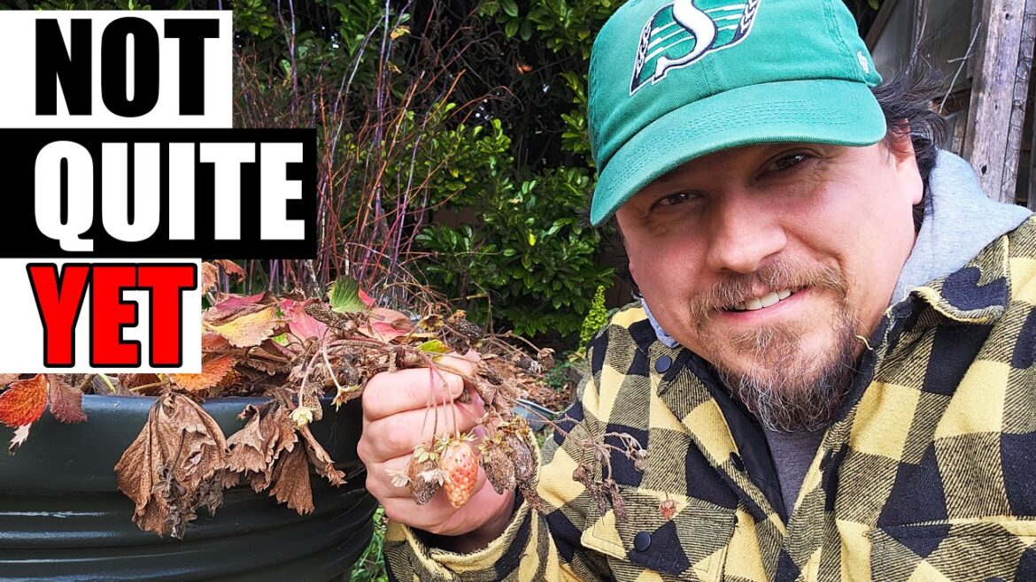 The Right Time To Winterize Strawberries – Garden Quickie 225 The Right Time To Winterize Strawberries - Garden Quickie 225