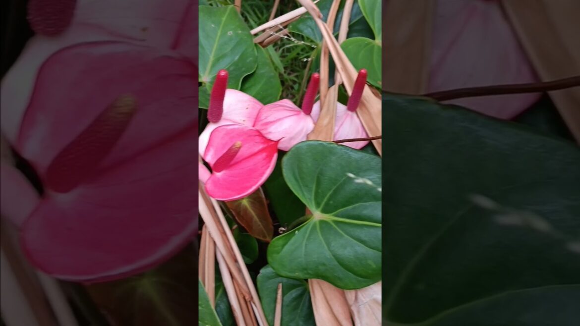 Backyard flower blooming part 4 #shorts #flowers #bloom #garden Backyard flower blooming part 4 #shorts #flowers #bloom #garden
