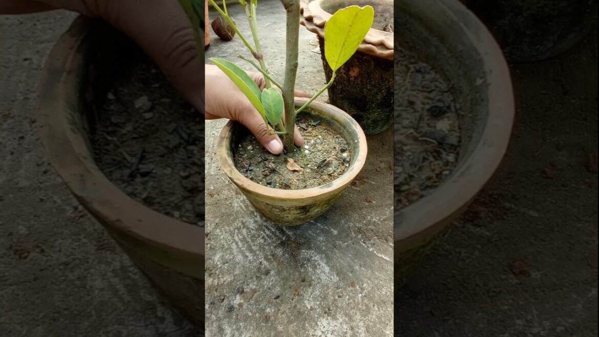 Lemon plant Repotting & care #gardening #Lemontree #plants #npkfertilizer #gardeningtips #shorts
