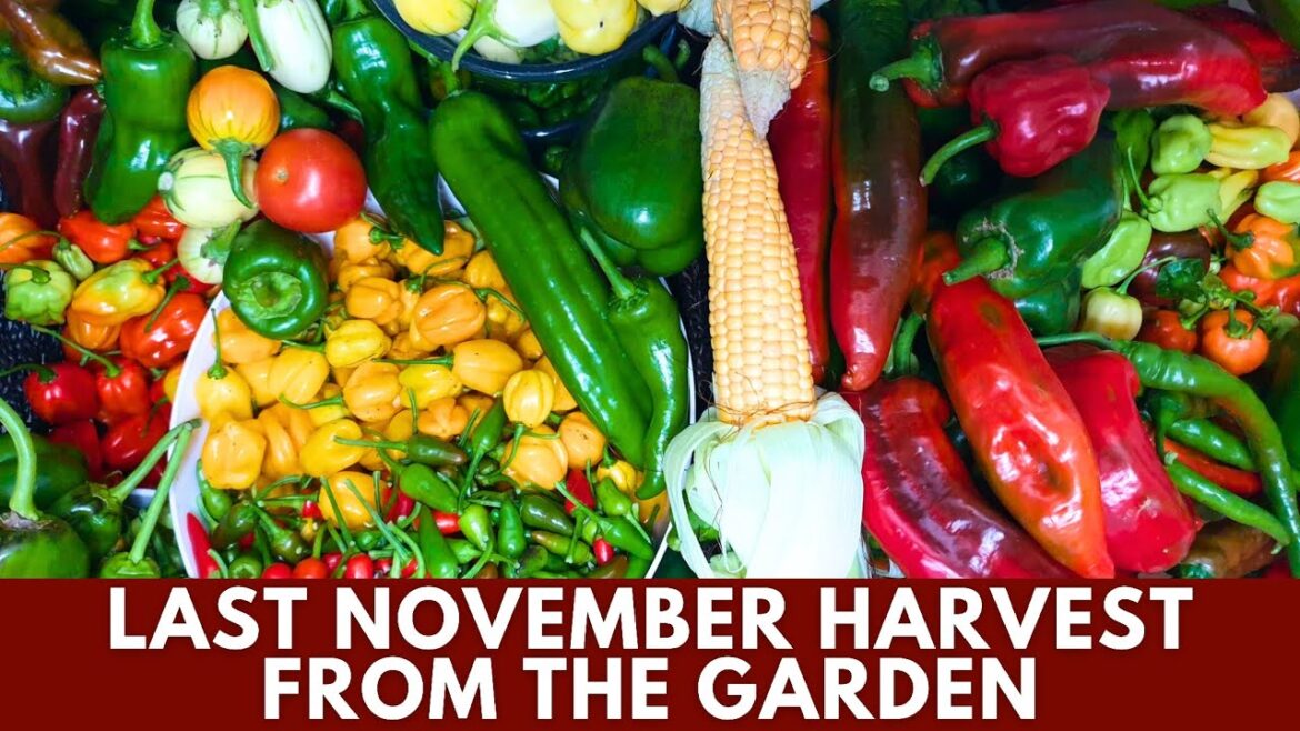 Final November Harvest: Container Garden Overflowing with Food Before the Snow❄️