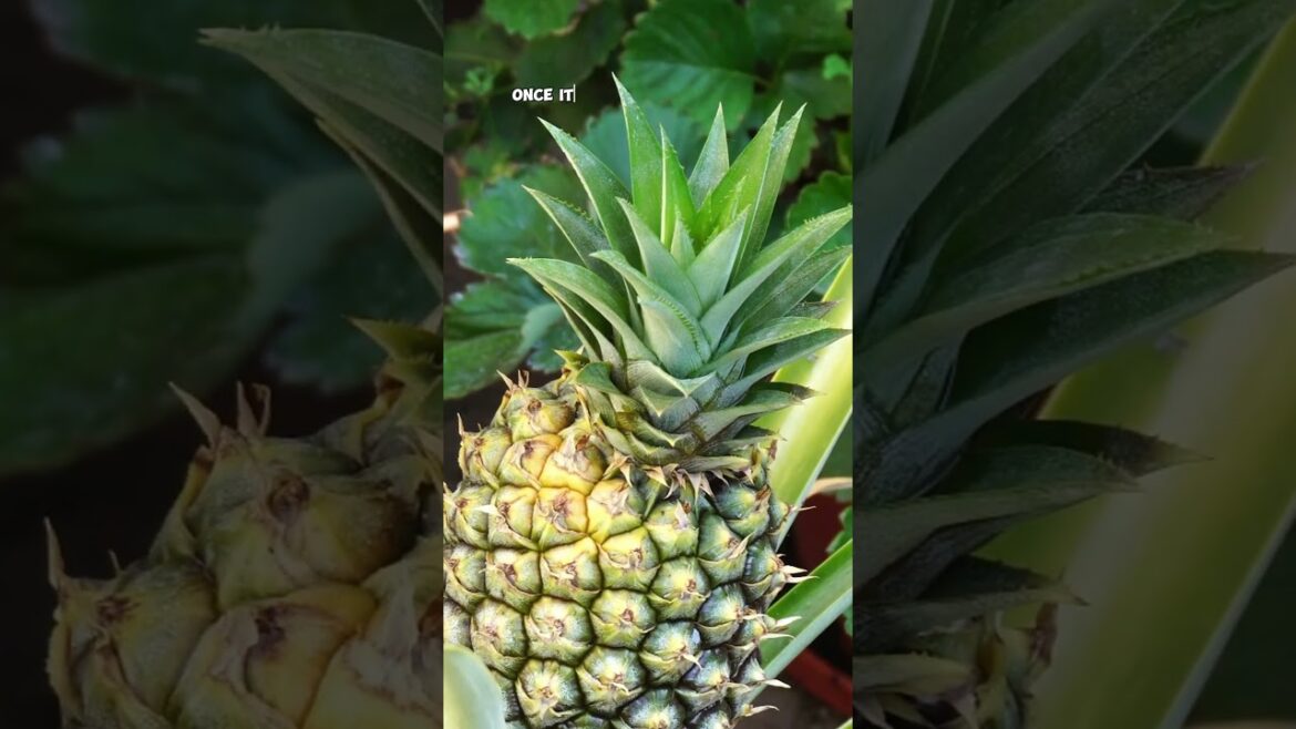 Growing Pineapples in Containers: Easy Tips! 🍍🌿