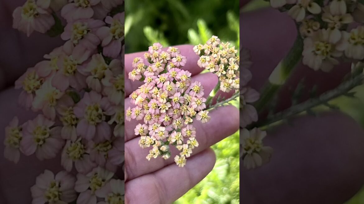 Container Gardening - How to Grow Yarrow (details in the description)