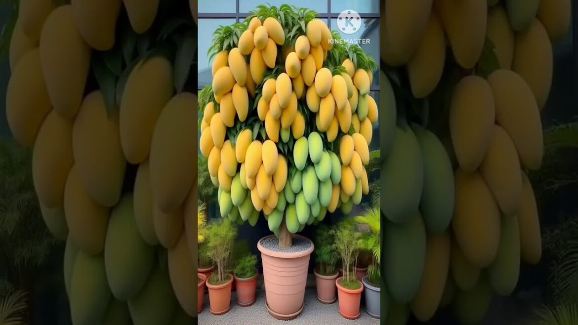 New planting skills to harvest moremangoes #satisfying #farming #gardening@HU_HARISH