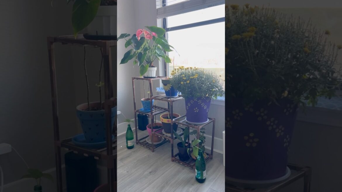 Plant stand unboxing and setup #plants#plantdecor#aesthetic#shortvideo#shortsfeed#shorts#teluguvlogs