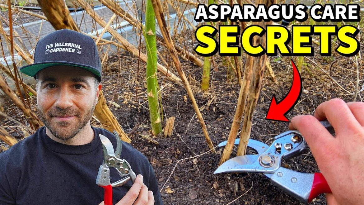 Prune Asparagus Like This For MASSIVE Harvests Next Year! Prune Asparagus Like This For MASSIVE Harvests Next Year!