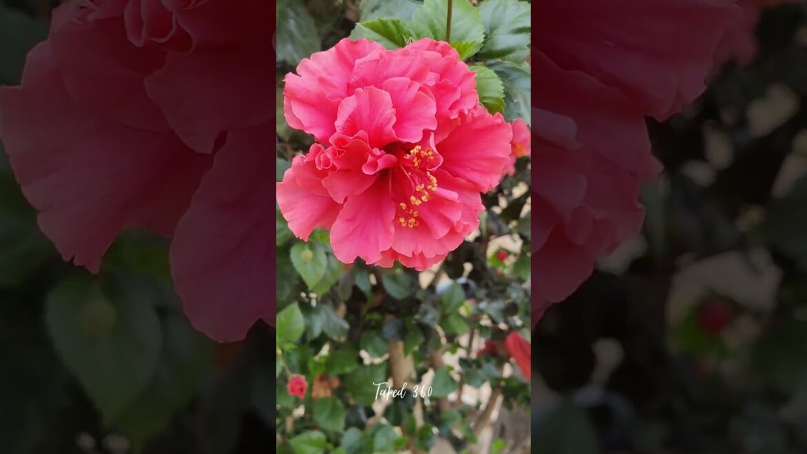 Discover the Multi Layered Pink Hibiscus and Its Magical Colors | Taped 360 #shorts Discover the Multi Layered Pink Hibiscus and Its Magical Colors | Taped 360 #shorts
