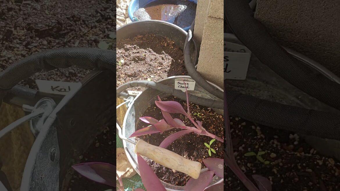 Container Garden Early November | Fall Garden #garden #vegetablegarden