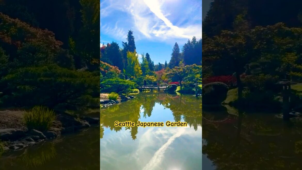 Serenity in Seattle: A Stroll Through the Japanese Garden. #travel #shorts #japanese Serenity in Seattle: A Stroll Through the Japanese Garden. #travel #shorts #japanese