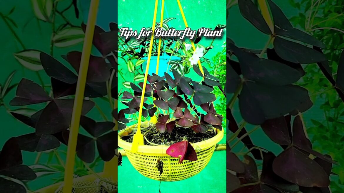 Tips For Butterfly Plant | How To Care Butterfly Plant #shorts #gardening #plantcare #howtocareplant