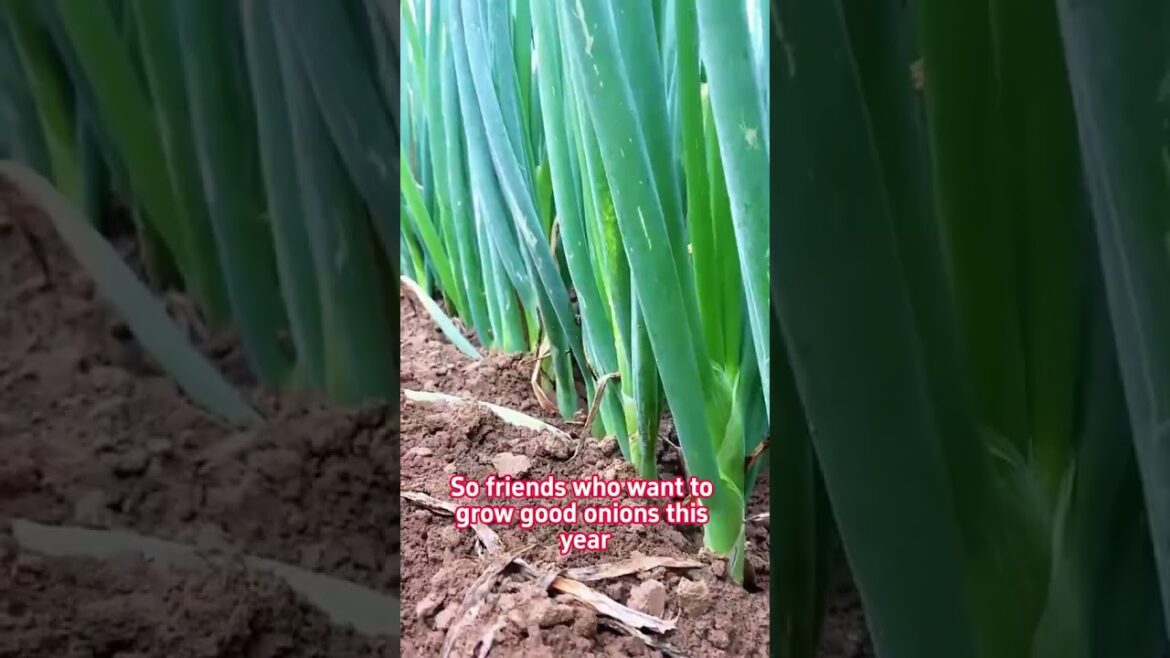 Cultivating green onions#CapCut #planning #gardening #onions #onions #importer #onionseed