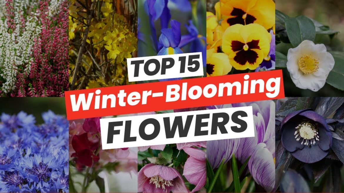 Winter Blooming Beauties 15 Flowers That Thrive in Chilly Weather! ❄️🌸