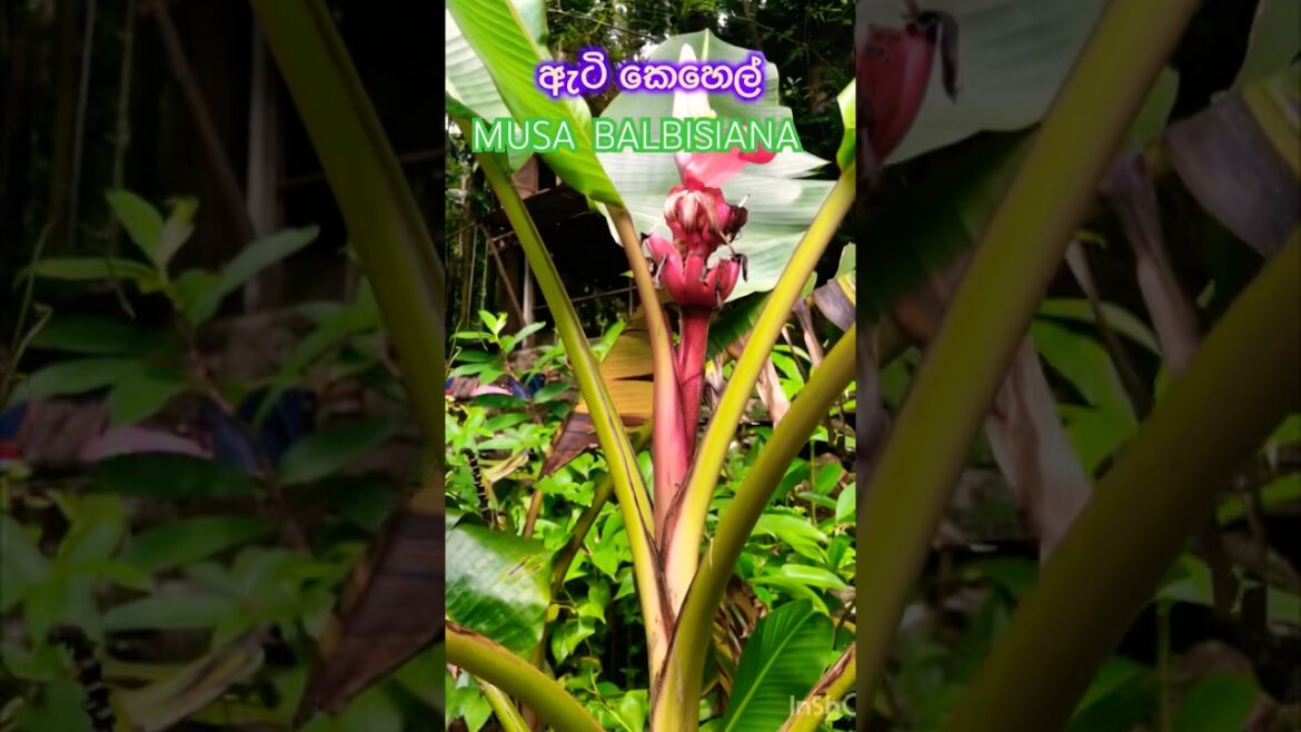 The Surprising History of Wild Bananas#shortfeed#trending#trend#enjoy#beautiful#beauty#nature#relax