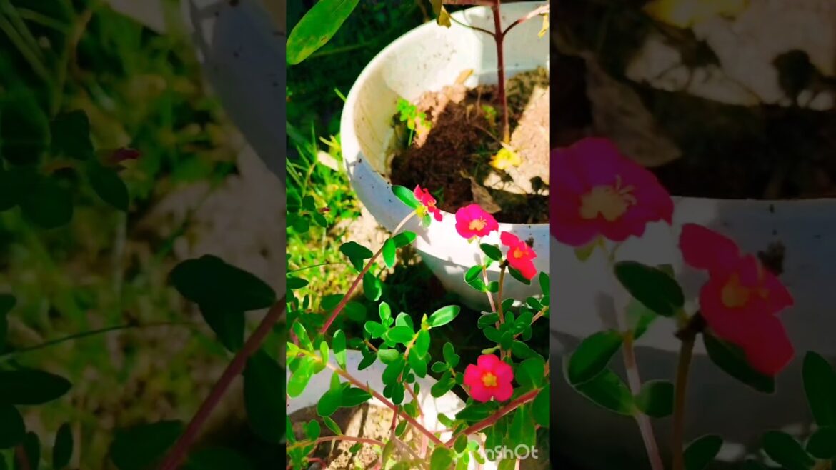 Paudha kaise lagaen #plants #flowers #gardening #gardeningtips #ytshort #trending