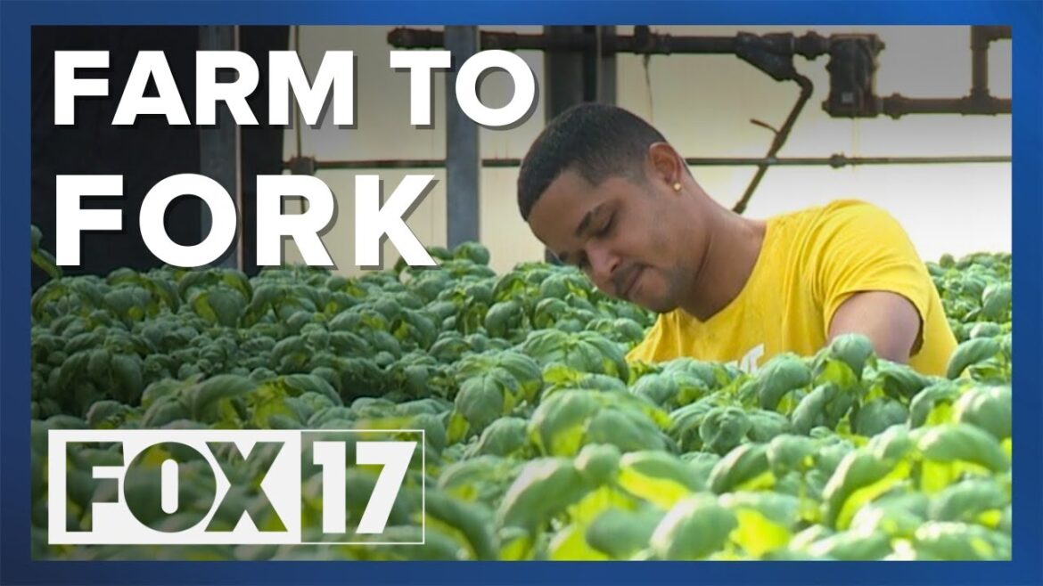 Grand Rapids greenhouse supplies supermarkets with fresh herbs all year long Grand Rapids greenhouse supplies supermarkets with fresh herbs all year long