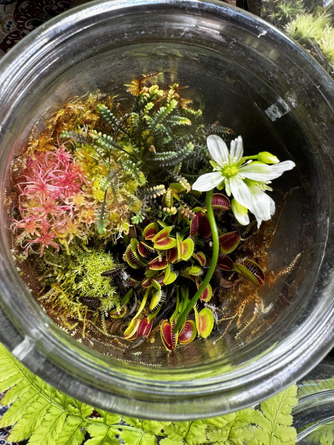 Venus fly trap jar