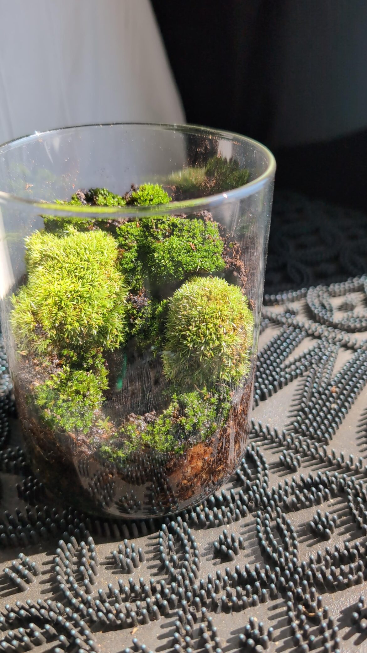 Moss terrarium