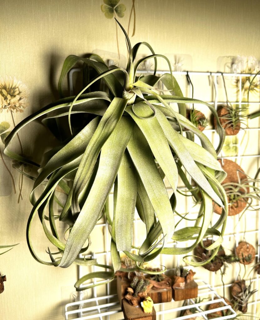 3 steps to perm T. streptophylla’s hair