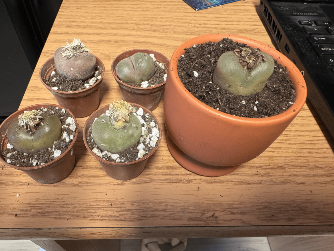 I ordered just one conophytum Maughanii, and ended up getting sent five instead! Do the ones in the teeny pots need to be repotted right away too? and, for the one that I did repot already, should I have done anything differently? Any tips appreciated! I ordered just one conophytum Maughanii, and ended up getting sent five instead! Do the ones in the teeny pots need to be repotted right away too? and, for the one that I did repot already, should I have done anything differently? Any tips appreciated!