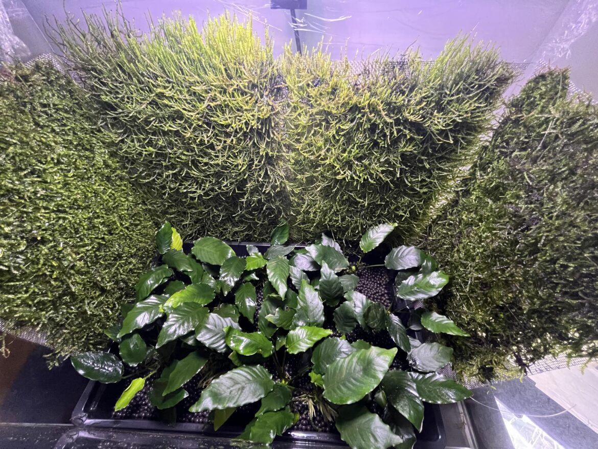 Week 3 Moss walls